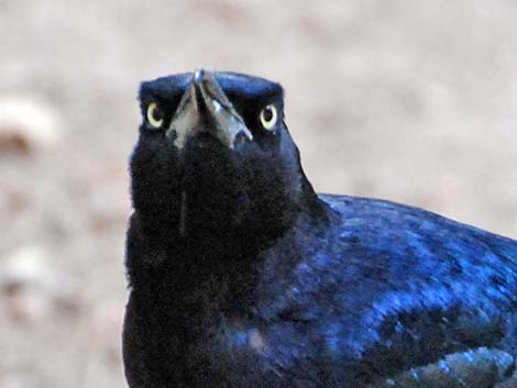 Great-tailed Grackle (Quiscalus mexicanus)