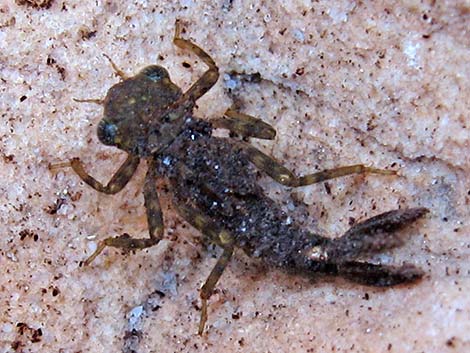 Damselfly Larvae (Suborder Zygoptera)